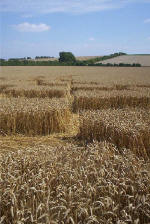 Blowingstone Hill, Oxfordshire crop circle, aerial photo 91