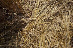 Blowingstone Hill, Oxfordshire crop circle, aerial photo 61