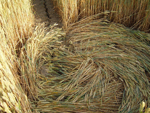 Boxley, Kent crop circle, aerial photo 17