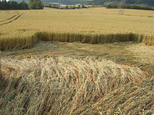 Boxley, Kent crop circle, aerial photo 18