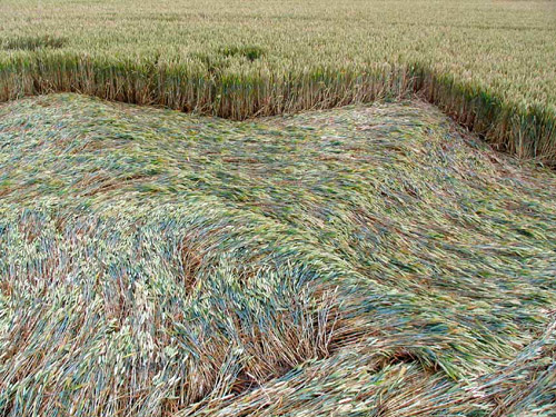 Boxley, Kent crop circle, aerial photo 10