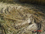 Bragbury Lane, Hertfordshire crop circle, aerial photo 5