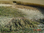 Bragbury Lane, Hertfordshire crop circle, aerial photo 6