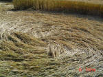 Bragbury Lane, Hertfordshire crop circle, aerial photo 7