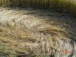 Bragbury Lane, Hertfordshire crop circle, aerial photo 8