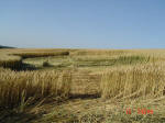 Bragbury Lane, Hertfordshire crop circle, aerial photo 9