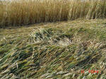 Bragbury Lane, Hertfordshire crop circle, aerial photo 10