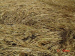 Bragbury Lane, Hertfordshire crop circle, aerial photo 11