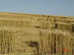 Bragbury Lane, Hertfordshire crop circle, aerial photo 12