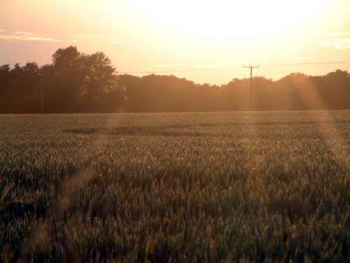 Thunderhill Farm, Norfolk crop circle, aerial photo 5
