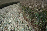 New Barn, Wiltshire crop circle, aerial photo 9
