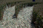 New Barn, Wiltshire crop circle, aerial photo 13