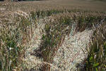 New Barn, Wiltshire crop circle, aerial photo 14