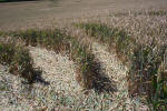 New Barn, Wiltshire crop circle, aerial photo 15