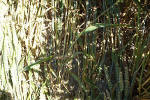 New Barn, Wiltshire crop circle, aerial photo 5