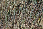 New Barn, Wiltshire crop circle, aerial photo 4