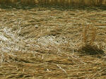 Chartley Castle, Staffordshire crop circle, aerial photo 8