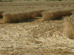 Chartley Castle, Staffordshire crop circle, aerial photo 9