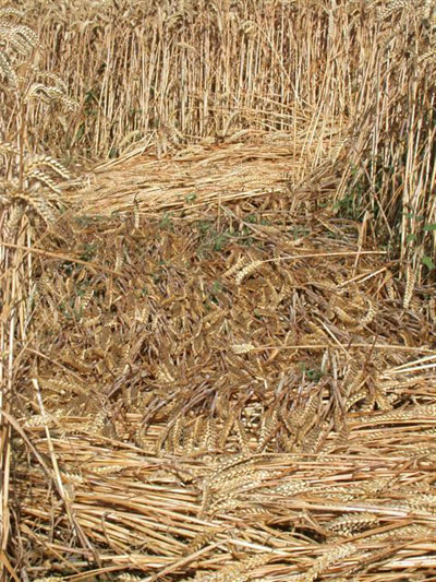 Chartley Castle, Staffordshire crop circle, aerial photo 11