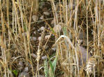 Chartley Castle, Staffordshire crop circle, aerial photo 10