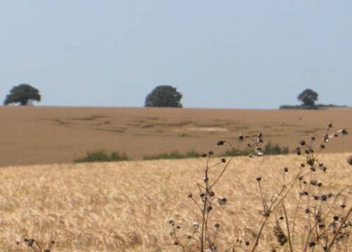 Cheesefoot Head, Hampshire crop circle, aerial photo 8