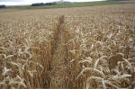 East Field, Wiltshire crop circle, aerial photo 32