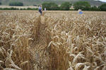 East Field, Wiltshire crop circle, aerial photo 34