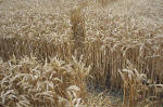 East Field, Wiltshire crop circle, aerial photo 37