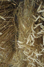 East Field, Wiltshire crop circle, aerial photo 40