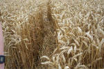 East Field, Wiltshire crop circle, aerial photo 44