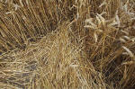 East Field, Wiltshire crop circle, aerial photo 41