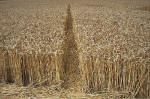 East Field, Wiltshire crop circle, aerial photo 15