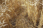 East Field, Wiltshire crop circle, aerial photo 24