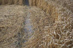 East Field, Wiltshire crop circle, aerial photo 19