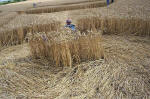 East Field, Wiltshire crop circle, aerial photo 13