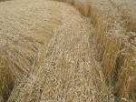 Etchilhampton Hill, Wiltshire crop circle, aerial photo 15