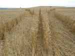 Etchilhampton Hill, Wiltshire crop circle, aerial photo 16