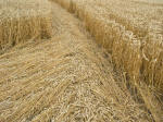 Etchilhampton Hill, Wiltshire crop circle, aerial photo 17