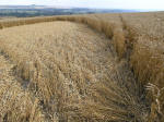 Etchilhampton Hill, Wiltshire crop circle, aerial photo 18