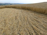 Etchilhampton Hill, Wiltshire crop circle, aerial photo 19