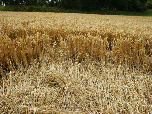 Hackpen Hill, Wiltshire crop circle, aerial photo 3