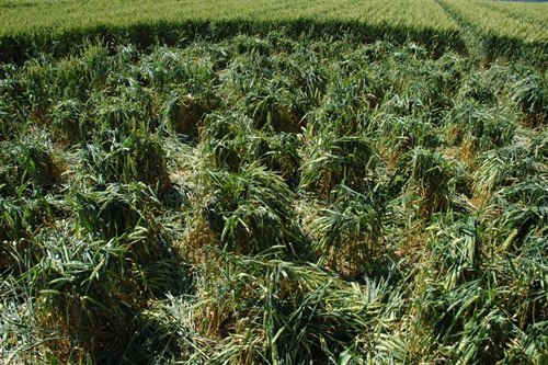 Charlbury Hill, Wiltshire crop circle, aerial photo 16