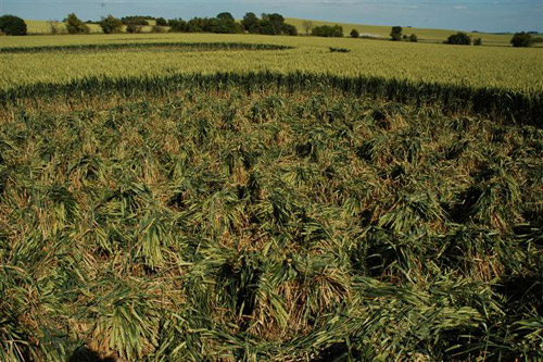 Charlbury Hill, Wiltshire crop circle, aerial photo 17