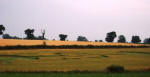 Blofield, Norfolk crop circle, aerial photo 13