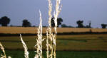Blofield, Norfolk crop circle, aerial photo 15