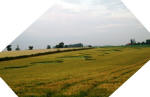 Blofield, Norfolk crop circle, aerial photo 16