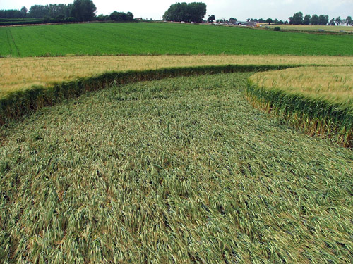 Blofield, Norfolk crop circle, aerial photo 21
