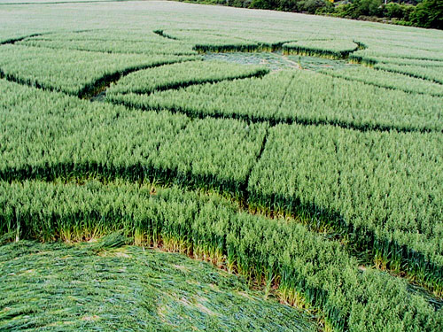 Crop Circle atLower Blue Bell Hill, Kent crop circle, aerial photo 4