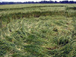 Waterditch Farm, Dorset crop circle, aerial photo 5