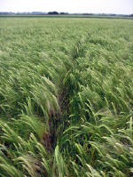 Waterditch Farm, Dorset crop circle, aerial photo 7